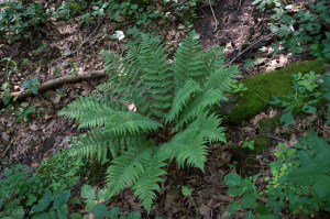 20150711-20150711-_DSC0030