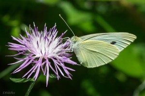 20150711-20150711-_DSC0087