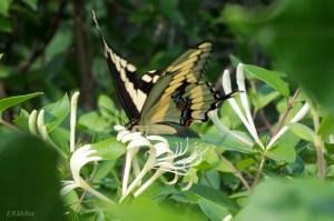 20150711-20150711-_DSC0094