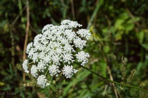 20150716-20150716-_DSC0008