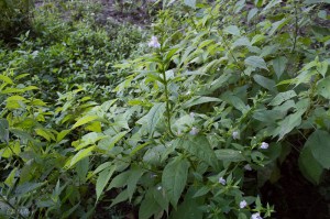 20150724-20150724-_DSC0035