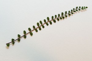 20150724-20150724-_DSC0103