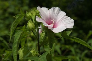 20150728-20150728-DSC_0155