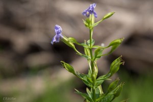 20150728-20150728-DSC_0199