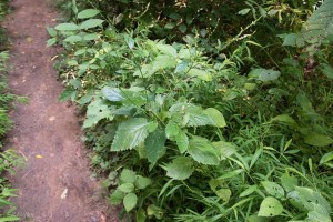 20150730-20150730-_DSC0248