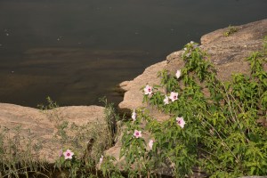 20150730-20150730-_DSC0284