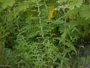 20030101-20030101-IMGP0240