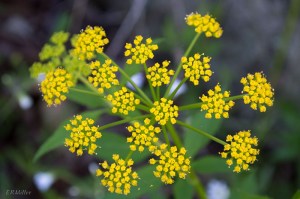 20150429-20150429-_DSC0020