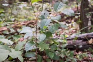 20150728-20150728-DSC_0084