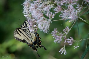 20150728-20150728-DSC_0108