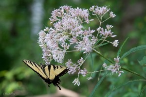 20150728-20150728-DSC_0110