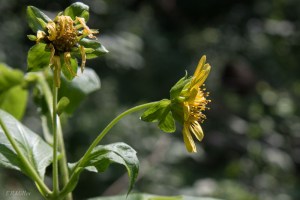 20150728-20150728-DSC_0165