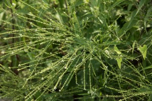 20150730-20150730-_DSC0305