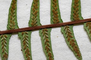 20150802-20150802-_DSC0531