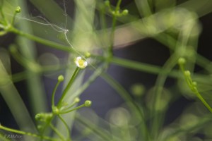 20150812-20150812-_DSC0019