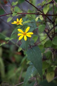 20150813-20150813-_DSC0088