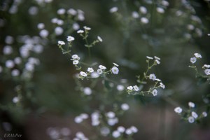 20150813-20150813-_DSC0115