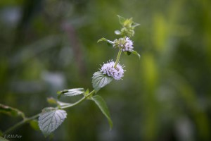 20150813-20150813-_DSC0140