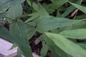 20150814-20150814-_DSC0046