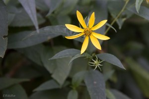 20150816-20150816-_DSC0055