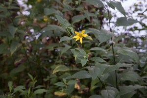 20150816-20150816-_DSC0059