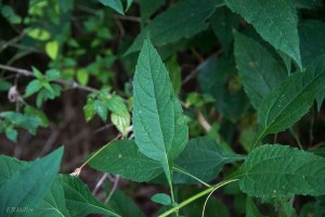 20150816-20150816-_DSC0066