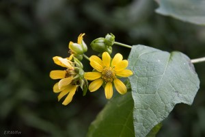 20150816-20150816-_DSC0080