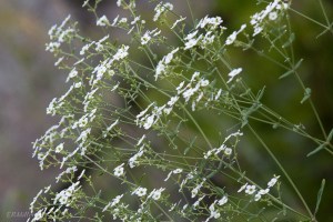 20150817-20150817-_DSC0030