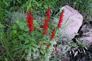 20150821-20150821-_DSC0004