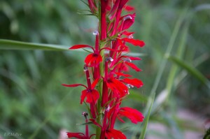 20150821-20150821-_DSC0009