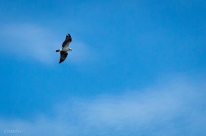 20150821-20150821-_DSC0027