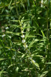 20150822-20150822-_DSC0119