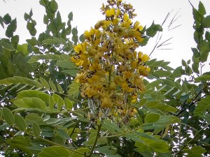 20030101-20030101-IMGP0241-2