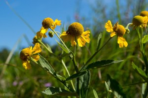 20150821-20150821-_DSC0063