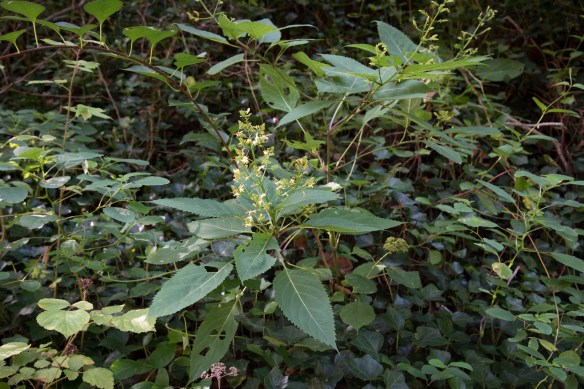 Collinsonia canadensis | Elizabeth's Wildflower Blog