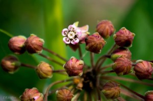 20150610-20150610-_DSC0089