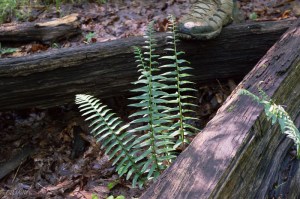 20150628-20150628-_DSC0002