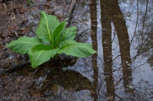 20150420-20150420-_DSC0073