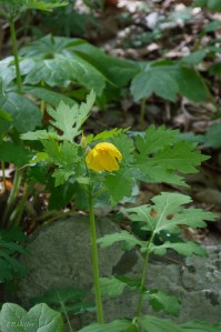 20150426-20150426-_DSC0026