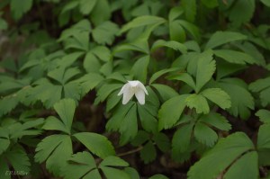 20150426-20150426-_DSC0044