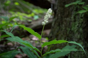 20150511-20150511-_DSC0013