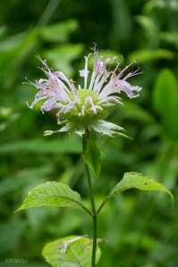 20150630-20150630-_DSC0020