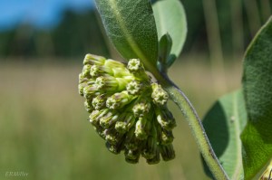 20150710-20150710-_DSC0082