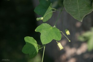 20150816-20150816-_DSC0069