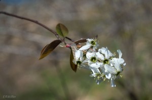 20150416-20150416-_DSC0305