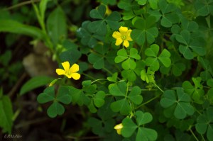 20150507-20150507-_DSC0067