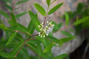 20150610-20150610-_DSC0052