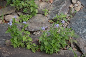 20150730-20150730-_DSC0324