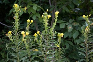 20150816-20150816-_DSC0063