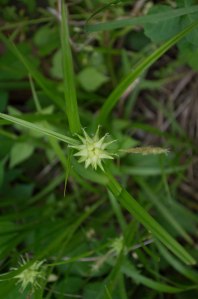 Gray's sedge